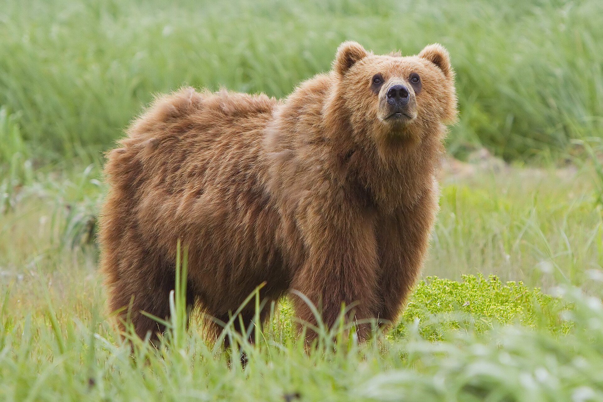Kodiak